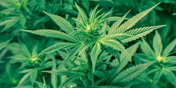 Lamezia, 3 mila piante di marijuana coltivate in serra: denunciato vivaista