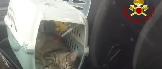 Liberano i gatti in macchina e loro li chiudono fuori dall'auto