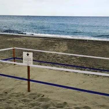 Cinque nidi in pochi giorni, le tartarughe marine tornano in Calabria