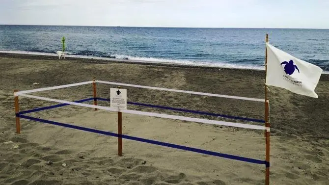 Cinque nidi in pochi giorni, le tartarughe marine tornano in Calabria