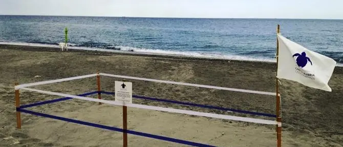 Cinque nidi in pochi giorni, le tartarughe marine tornano in Calabria