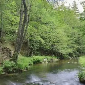 Tutela della fauna, in Aspromonte torna il Festival dei rondoni