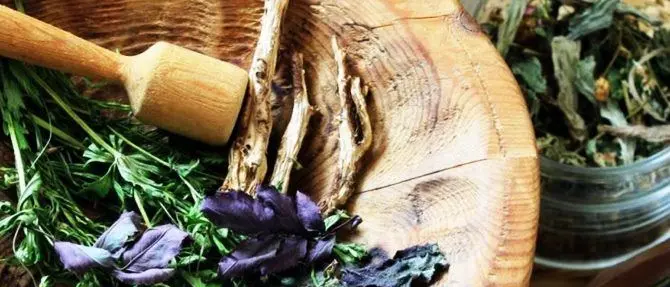 Piante officinali, in Sila il potere delle erbe. Ecco il programma