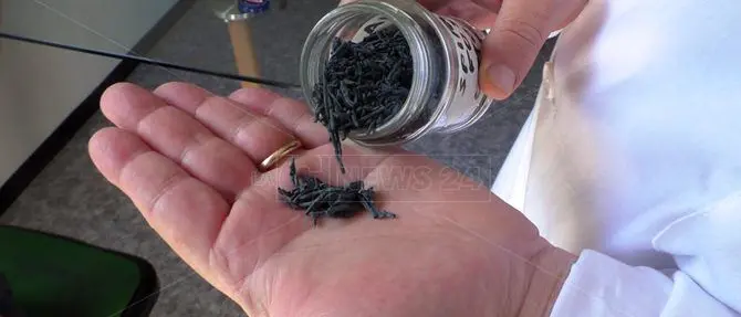 È calabrese l'alga spirulina che fa concorrenza all'Europa - VIDEO