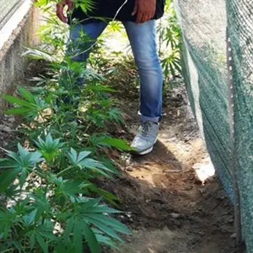 Marijuana nel giardino di casa, arrestato 40enne a Rossano