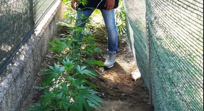 Marijuana nel giardino di casa, arrestato 40enne a Rossano