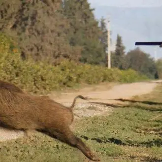 Emergenza cinghiali, Coldiretti chiede l’apertura straordinaria della caccia