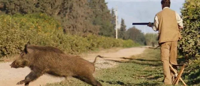Emergenza cinghiali, Coldiretti chiede l’apertura straordinaria della caccia