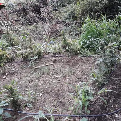Maxi piantagione di marijuana scoperta nel Vibonese