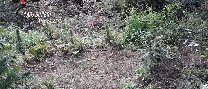 Maxi piantagione di marijuana scoperta nel Vibonese