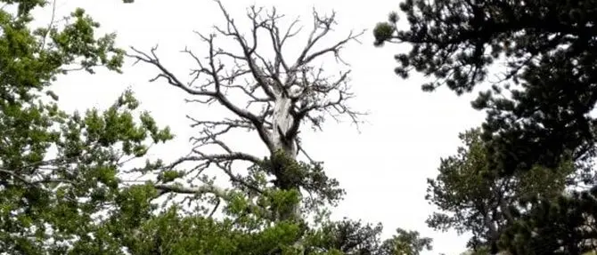 Pollino, l’albero più antico d’Europa racconta la storia del pianeta