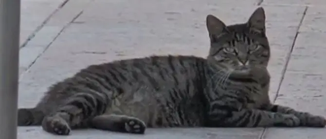 Tenny, la gatta che aspetta il padrone morto da mesi