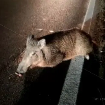 Abbattuto il cinghiale investito questa notte sulla statale 106