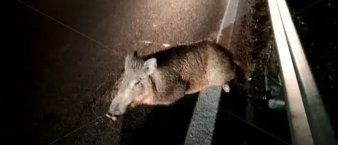 Abbattuto il cinghiale investito questa notte sulla statale 106