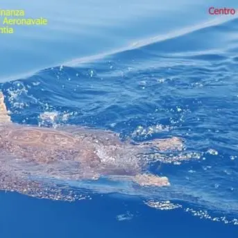 Rischiava di morire a causa della plastica, la tartaruga Finny torna in mare