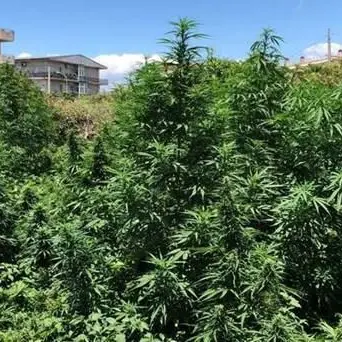 Oltre 2mila piante di canapa rinvenute tra Siderno e Bovalino -VIDEO