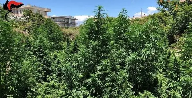 Oltre 2mila piante di canapa rinvenute tra Siderno e Bovalino -VIDEO