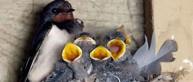 Gioia Tauro, distruggono nidi di balestruccio: denunciate tre persone