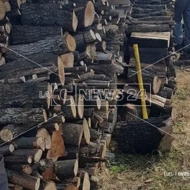 Taglio di alberi non autorizzato, una persona denunciata