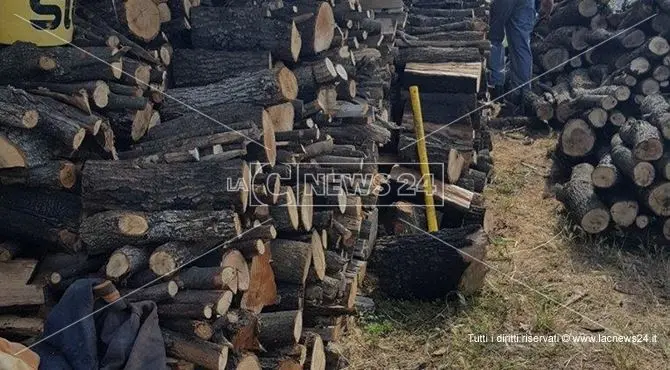 Taglio di alberi non autorizzato, una persona denunciata