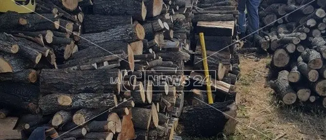 Taglio di alberi non autorizzato, una persona denunciata