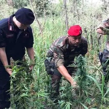 Quasi 9mila piante di marijuana rinvenute nel Vibonese