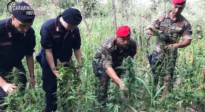 Quasi 9mila piante di marijuana rinvenute nel Vibonese