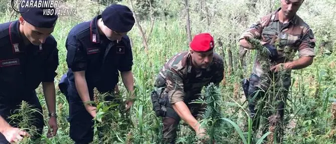 Quasi 9mila piante di marijuana rinvenute nel Vibonese