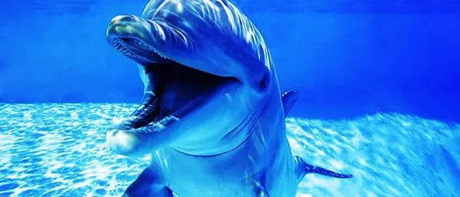 Il delfino in calore molesta i turisti, scatta il divieto di balneazione