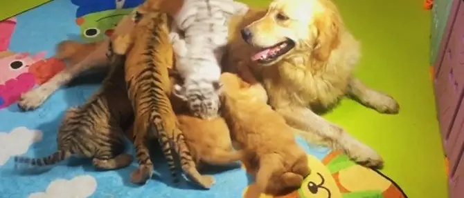 La madre naturale li rifiuta: cuccioli di tigre, leone e iena adottati da un cane