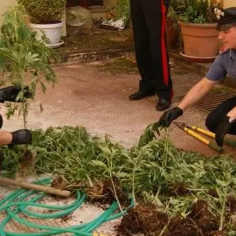 Palmi, due arresti per coltivazione di cannabis