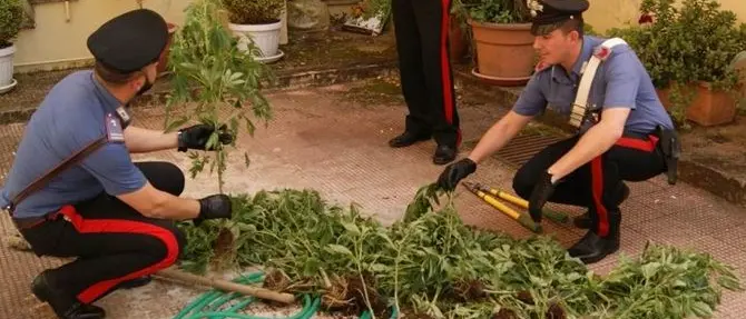 Palmi, due arresti per coltivazione di cannabis