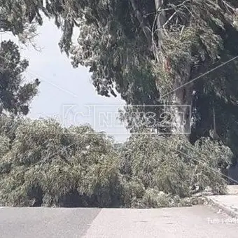 Catanzaro, vento spezza un ramo che precipita sulla strada