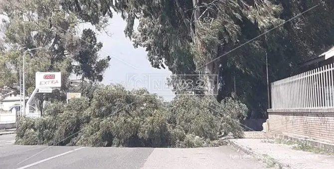 Catanzaro, vento spezza un ramo che precipita sulla strada