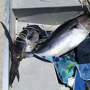 Cento chili di pesce sequestrati a Siderno