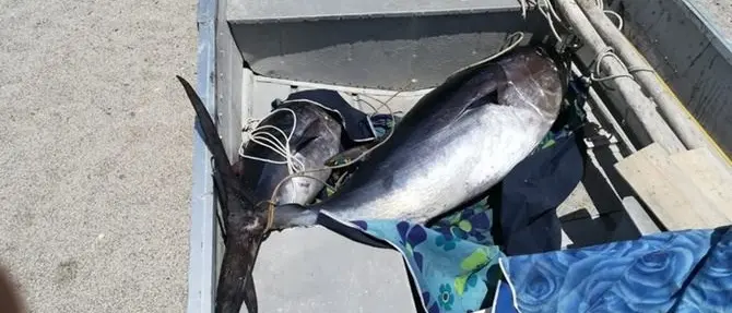 Cento chili di pesce sequestrati a Siderno