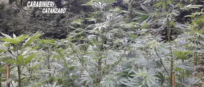 Individuata e distrutta vasta piantagione di canapa a Tiriolo