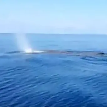 La Calabria dà spettacolo: una grande balena avvistata a Praia a Mare