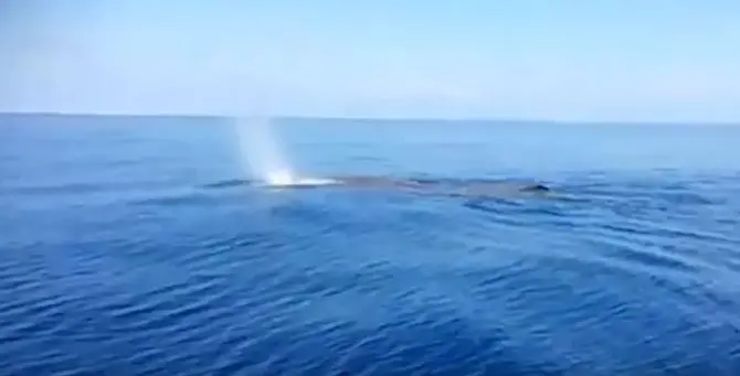 La Calabria dà spettacolo: una grande balena avvistata a Praia a Mare