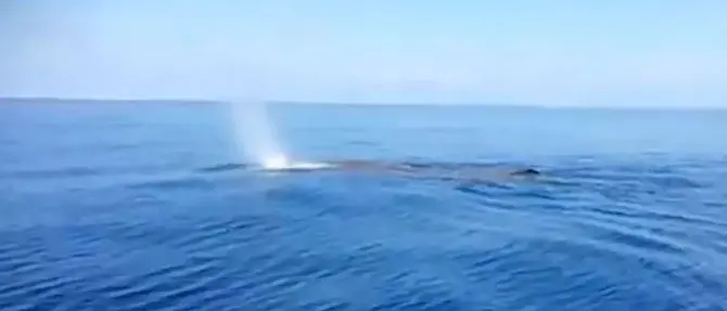 La Calabria dà spettacolo: una grande balena avvistata a Praia a Mare