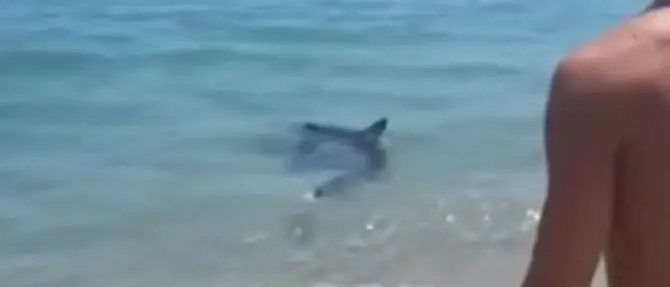 Non solo balene: incontro ravvicinato con uno squalo nel mare di Sibari