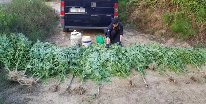 Crotone, rinvenuta piantagione di marijuana: due arresti