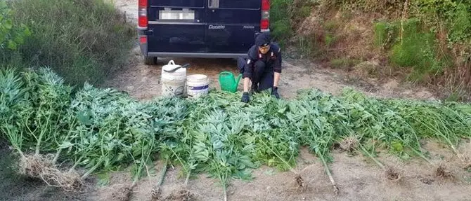 Crotone, rinvenuta piantagione di marijuana: due arresti