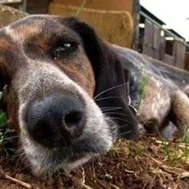 La mattanza: come evitare le esche avvelenate e salvare la vita al proprio cane