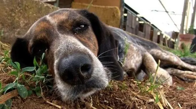 La mattanza: come evitare le esche avvelenate e salvare la vita al proprio cane