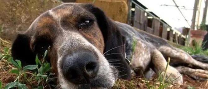 La mattanza: come evitare le esche avvelenate e salvare la vita al proprio cane