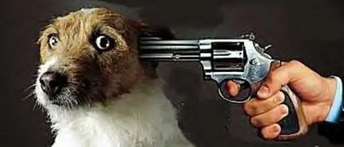 Zoomafie, i reati contro gli animali che foraggiano le ‘ndrine