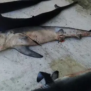 Sette carcasse di squaletti blu trovate sulla spiaggia a Strongoli
