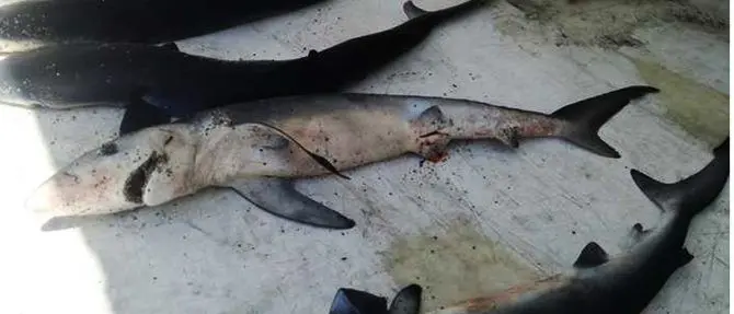 Sette carcasse di squaletti blu trovate sulla spiaggia a Strongoli