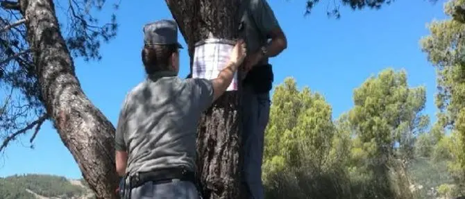 Incendi nel Cosentino, sigilli a 210 ettari di pinete